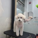 와와리 애견미용 이미지