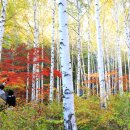 자작나무 숲 이미지