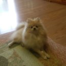 김쌤애견 이미지