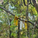 삼한국대부인순흥안씨묘 | (안성)백제의산성&amp;금광산성&amp;금광산