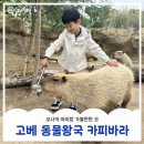 동물왕국 | 6살 아이랑 오사카 여행 필수코스｜고베 동물왕국 입장료 할인 세트권 &amp; 찐 방문후기