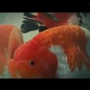 금붕농장 이미지