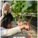 몽땅 포레스트 | 용인 동물 먹이주기, 딸기체험 가능한 포레스트벨 체험농장 후기