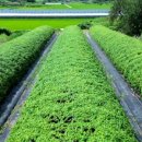 여주-0115 이미지