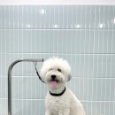 멍뭉이발소 이미지