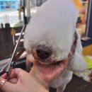 신정애견미용 이미지