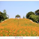 마루사이주 이미지