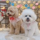 가장 아름답개 이미지