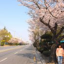 공단로가로수 이미지