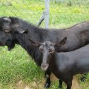 알콩달콩 흑염소 농장 이미지