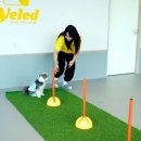 옐레드 애견유치원 애견호텔 하남미사점 이미지