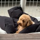 대지로3번길 | [캠핑로그 #6] 개네집 캠핑장 3번 사이트 후기