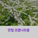 칠엽수등 쉿~~ 이미지