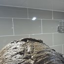 수자타 | 수자타헤나 천연헤어팩 손상모 관리 후기 (셀프 두피케어)