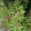 탐진사인마을 이미지