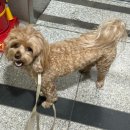 댕바이댕 이미지