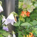 육십령권역마을 | [백두대간55-11,12 덕유산권] 대간 북진 8차 11~12구간(백암봉~소사마을)