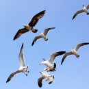 방아머리선착장 이미지