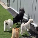 Just Dog Sports(저스트 독 스포츠) 네이버블로그