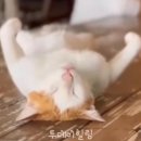 개냥아치 이미지