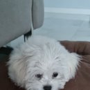 도그비숑 이미지