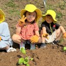 🥬배추 모종을 심어요🥬 이미지