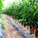 공설운동장 입구 1 이미지