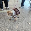 신발신은 강아지 | 신발만 신으면 고장나던 강아지, 포킷츠 포킷 슈즈 후기