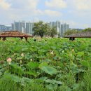 고택 수련 이미지