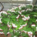 우리꽃자리 이미지