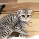 베베캣 고양이 이미지