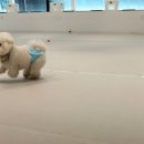 아웃독(OUT DOG) 이미지