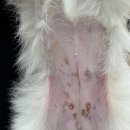 이솜 동물병원 이미지