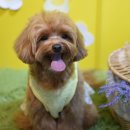 라떼펫살롱 이미지