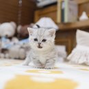 미니펫 강아지분양 고양이분양 부천점 이미지