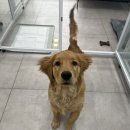 멍멍하개 이미지