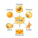 주식회사코지바이오 | 사이토카인 & mRNA-1273백신