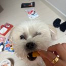 순금농장 | 오랜만에 쓰는 11월 일상