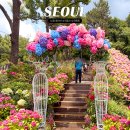 서울 수국 명소 초안산 수국축제 수국동산 가는법 실시간 개화상황 노원 가볼만한곳