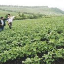 만주농장 이미지