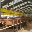 백암축산 이미지