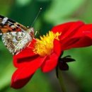 꽃과 나비 이미지