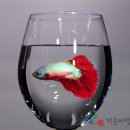 김영성 카카오 검색결과