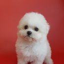 응답하라 몽몽이 이미지