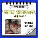 진주동물병원(출장진료전문병원) | 치료case> : 해뜨는동물병원/외과전문/치과전문동물병원/진주강아지고양이치과/진주동물병원치과/신진주...