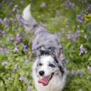 복슬 강아지 이미지