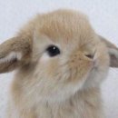 하늘토끼 이미지