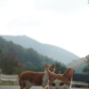상주힐링별장 네이버블로그