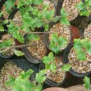 오색무지개 이미지