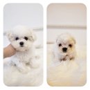 퍼피루시드 이미지